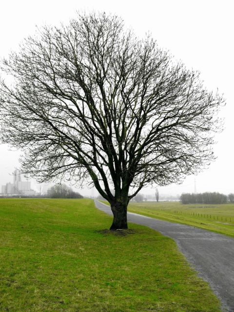 Fähre + Rheindeich Walsum