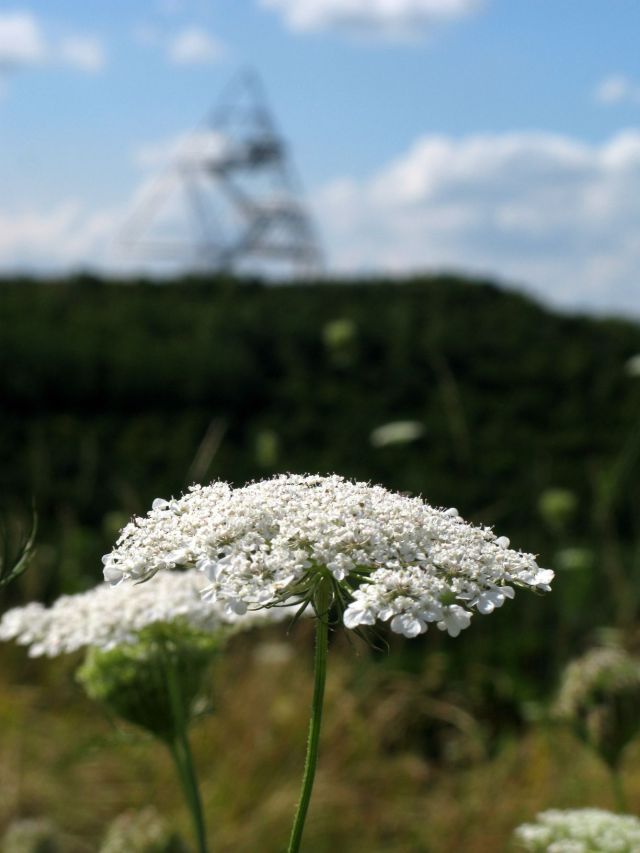 IMG_1110