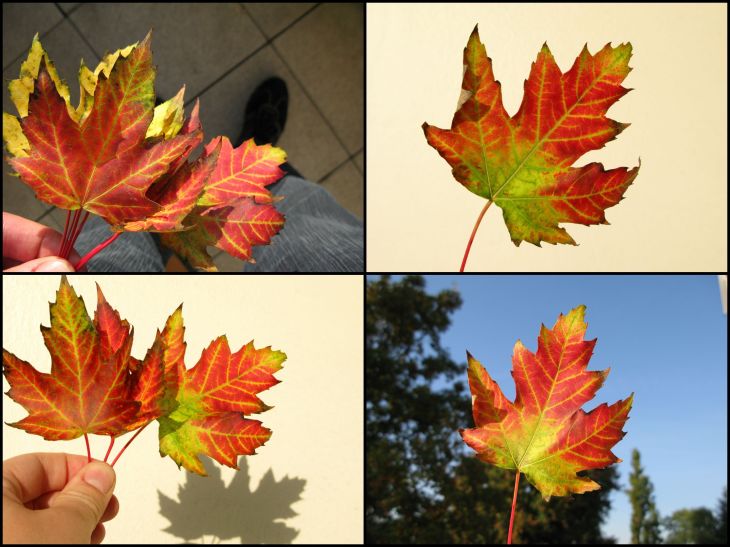 Herbst 2013_2