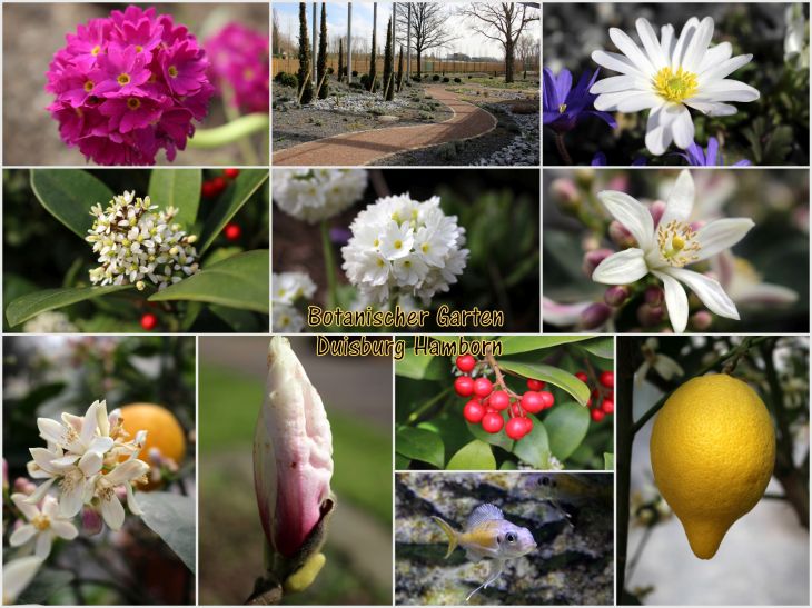 Botanischer Garten Hamborn