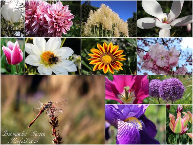 2015_Botanischer Garten