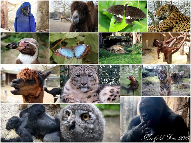 2015_Krefeld Zoo