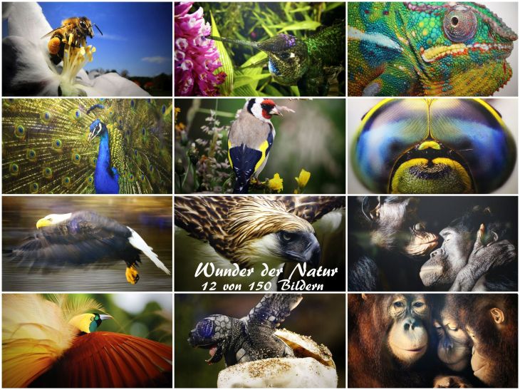 WunderderNatur