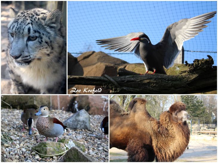 Zoo Krefeld (II)