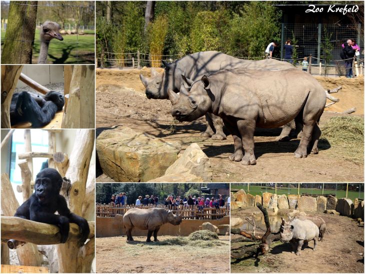 Zoo Krefeld (III)