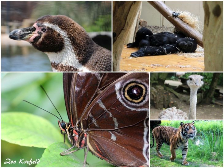Zoo Krefeld (IV)