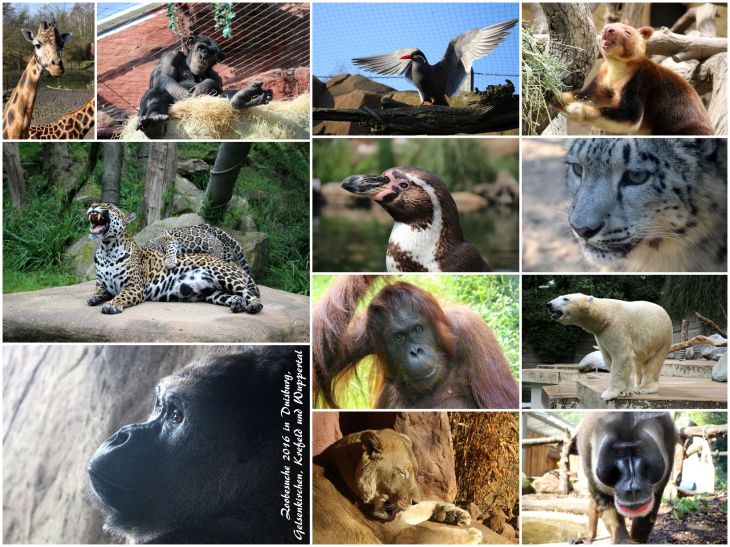jahresrueckblick_2016_zoo