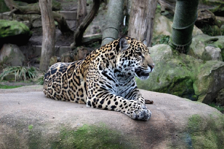 jaguar